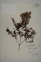 臺灣紅豆杉、紫杉、南方紅豆杉藏品圖，第1張
