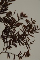 臺灣紅豆杉、紫杉、南方紅豆杉藏品圖，第3張