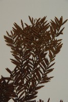 臺灣紅豆杉、紫杉、南方紅豆杉藏品圖，第4張