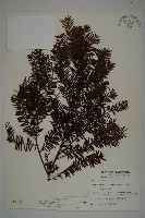 臺灣紅豆杉、紫杉、南方紅豆杉藏品圖，第1張