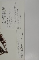 臺灣紅豆杉、紫杉、南方紅豆杉藏品圖，第2張