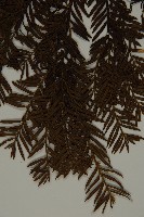 臺灣紅豆杉、紫杉、南方紅豆杉藏品圖，第4張