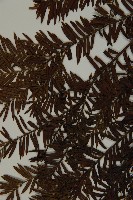 臺灣紅豆杉、紫杉、南方紅豆杉藏品圖，第5張