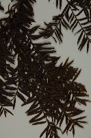 臺灣紅豆杉、紫杉、南方紅豆杉藏品圖，第4張