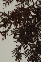 臺灣紅豆杉、紫杉、南方紅豆杉藏品圖，第4張