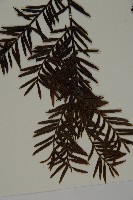 臺灣紅豆杉、紫杉、南方紅豆杉藏品圖，第5張