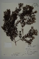 臺灣紅豆杉、紫杉、南方紅豆杉藏品圖，第1張