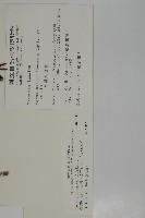 臺灣紅豆杉、紫杉、南方紅豆杉藏品圖，第2張