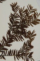 臺灣紅豆杉、紫杉、南方紅豆杉藏品圖，第3張