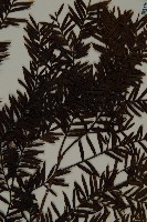 臺灣紅豆杉、紫杉、南方紅豆杉藏品圖，第4張