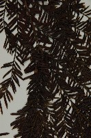 臺灣紅豆杉、紫杉、南方紅豆杉藏品圖，第5張