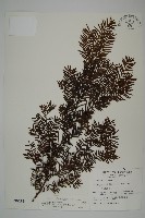 臺灣紅豆杉、紫杉、南方紅豆杉藏品圖，第1張