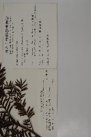 臺灣紅豆杉、紫杉、南方紅豆杉藏品圖，第2張