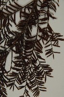 臺灣紅豆杉、紫杉、南方紅豆杉藏品圖，第3張