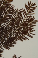 臺灣紅豆杉、紫杉、南方紅豆杉藏品圖，第4張