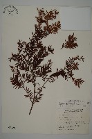 臺灣紅豆杉、紫杉、南方紅豆杉藏品圖，第1張