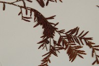 臺灣紅豆杉、紫杉、南方紅豆杉藏品圖，第3張