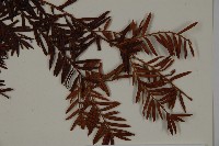 臺灣紅豆杉、紫杉、南方紅豆杉藏品圖，第4張