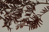 臺灣紅豆杉、紫杉、南方紅豆杉藏品圖，第5張