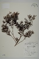 臺灣紅豆杉、紫杉、南方紅豆杉藏品圖，第1張