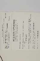 臺灣紅豆杉、紫杉、南方紅豆杉藏品圖，第2張