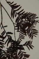 臺灣紅豆杉、紫杉、南方紅豆杉藏品圖，第3張