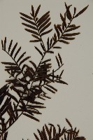 臺灣紅豆杉、紫杉、南方紅豆杉藏品圖，第4張