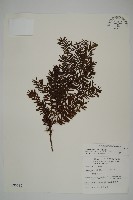 臺灣紅豆杉、紫杉、南方紅豆杉藏品圖，第1張