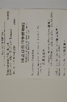臺灣紅豆杉、紫杉、南方紅豆杉藏品圖，第2張