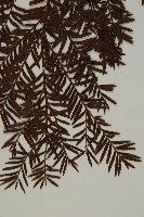 臺灣紅豆杉、紫杉、南方紅豆杉藏品圖，第4張