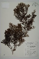 臺灣紅豆杉、紫杉、南方紅豆杉藏品圖，第1張