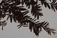 臺灣紅豆杉、紫杉、南方紅豆杉藏品圖，第3張