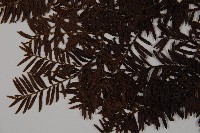 臺灣紅豆杉、紫杉、南方紅豆杉藏品圖，第4張