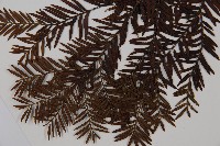 臺灣紅豆杉、紫杉、南方紅豆杉藏品圖，第5張