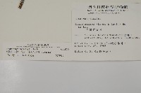 臺灣紅豆杉、紫杉、南方紅豆杉藏品圖，第2張