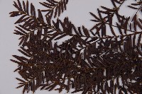 臺灣紅豆杉、紫杉、南方紅豆杉藏品圖，第3張