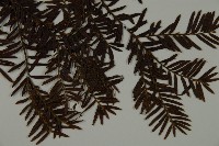 臺灣紅豆杉、紫杉、南方紅豆杉藏品圖，第4張