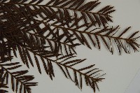 臺灣紅豆杉、紫杉、南方紅豆杉藏品圖，第3張