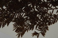 臺灣紅豆杉、紫杉、南方紅豆杉藏品圖，第5張