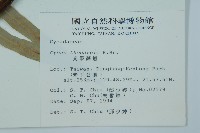 光果蘇鐵藏品圖，第2張