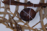 光果蘇鐵藏品圖，第4張