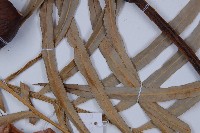 光果蘇鐵藏品圖，第5張