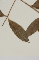 菲律賓貝殼杉藏品圖，第3張