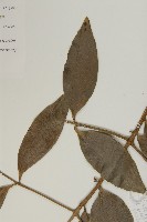 菲律賓貝殼杉藏品圖，第4張