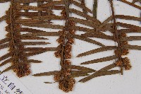 臺灣粗榧、台灣三尖杉藏品圖，第3張