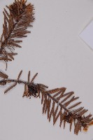 臺灣黃杉藏品圖，第3張