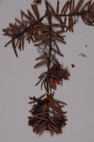 臺灣黃杉藏品圖，第4張