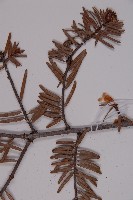 臺灣黃杉藏品圖，第5張