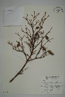 臺灣鐵杉藏品圖，第1張