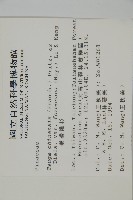 臺灣鐵杉藏品圖，第2張